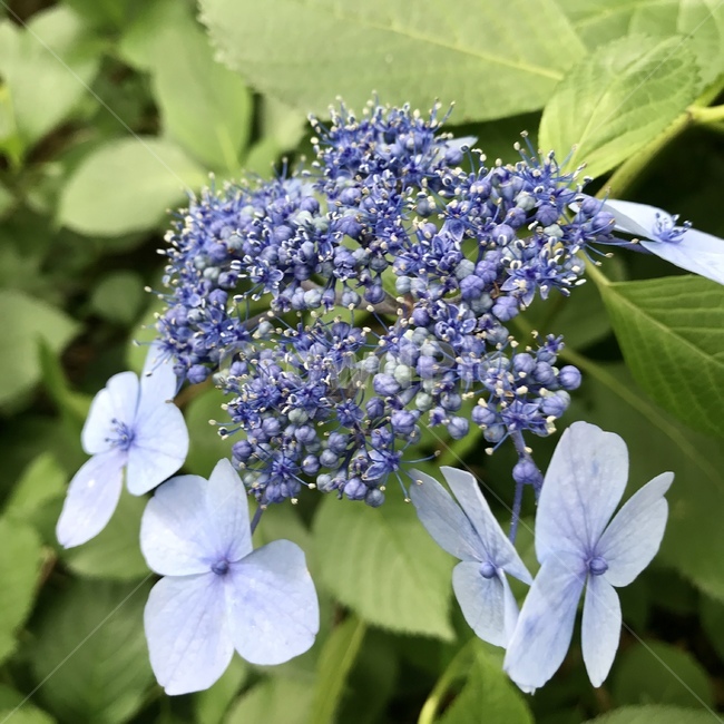 수국,꽃,자연,식물,flower,blossom
