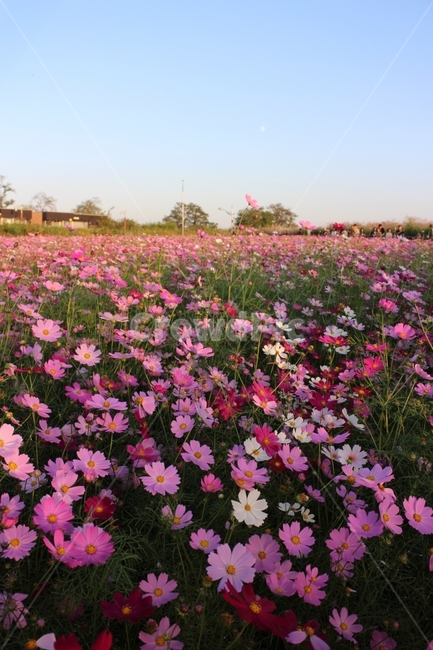 꽃,코스모스,가을,꽃길,정원,보랏빛,하늘,파란하늘,하늘공원,꽃밭,flower,cosmos,fall,autumn,sky,bluesky,가을,계절,fall,autumn,season,자연,풍경,nature,landscape,식물,plants,꽃,flower,plant