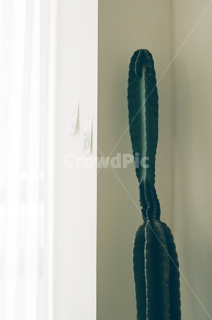 선인장,cactus,인테리어,카페인테리어,분위기있는,깔끔한,sensible,interior,mood,green,따뜻한,청량한,감성사진