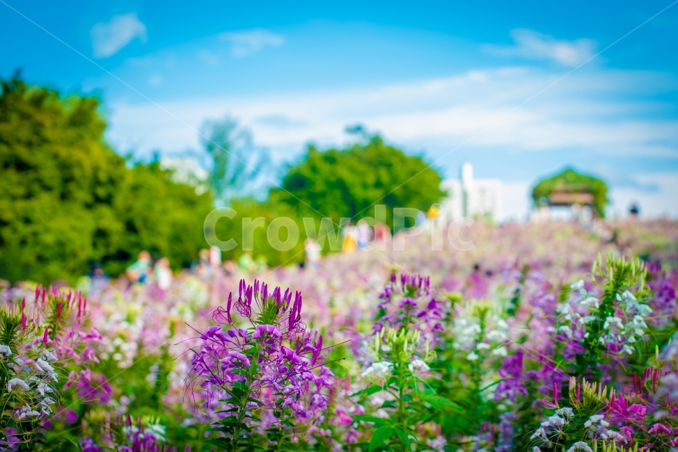 꽃,배경,올림픽공원,꽃배경,식물,식물,자연,plants,nature,꽃,flower
