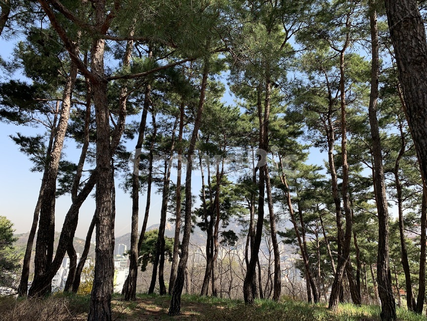 숲,forest,나무,푸른,초록,봄,tree,green,spring,summer