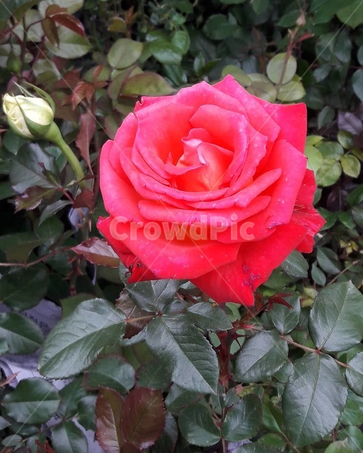 장미,빨간장미,redrose,빨간색꽃,빨간꽃,빨강,식물,자연,plants,nature,꽃,flower
