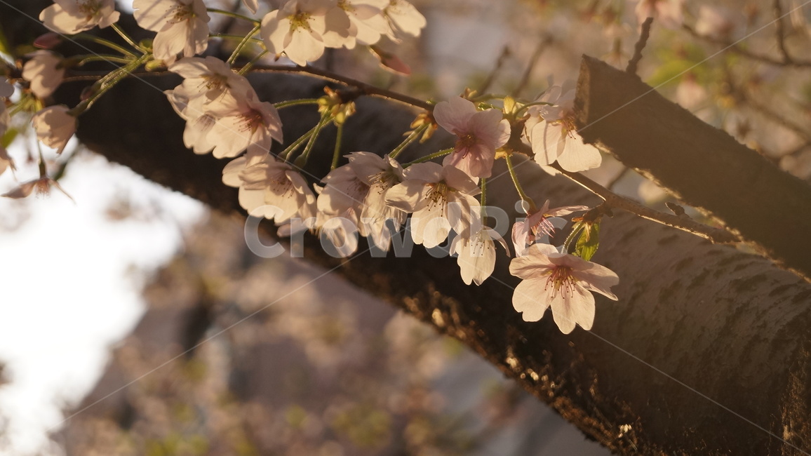 봄,벚꽃,벚꽃나무,햇살,flower,식물,자연,plants,nature,꽃,flower