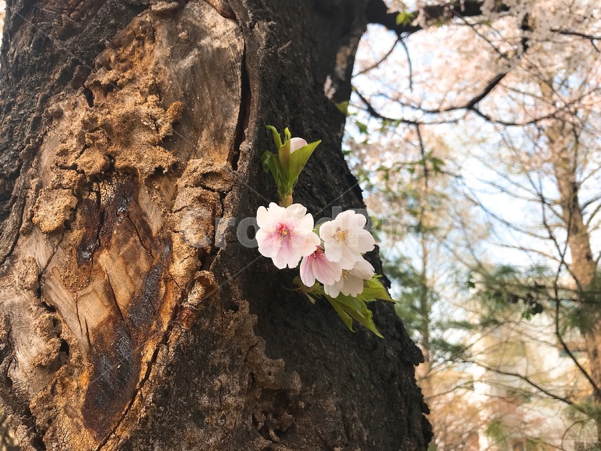 배경,풍경,봄,꽃,벚꽃,흩날리는,spring,flower,식물,자연,plants,nature,꽃,flower