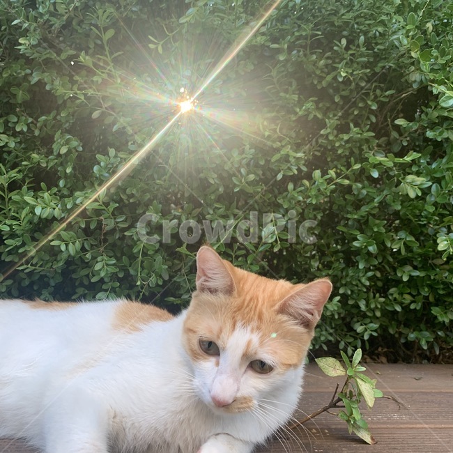 animal,동물,mammal,포유류,cat,고양이,pet,착한애,야옹,풀,햇빛,동물,animal,포유류,mammal,고양이,cat,kitten,kitty
