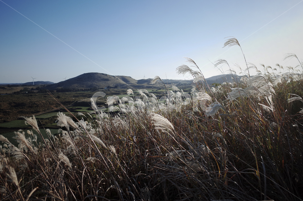 plant,식물,grass,잔디,억새,억새풀,들판,nature,자연,옥외,outdoors,reed,갈대