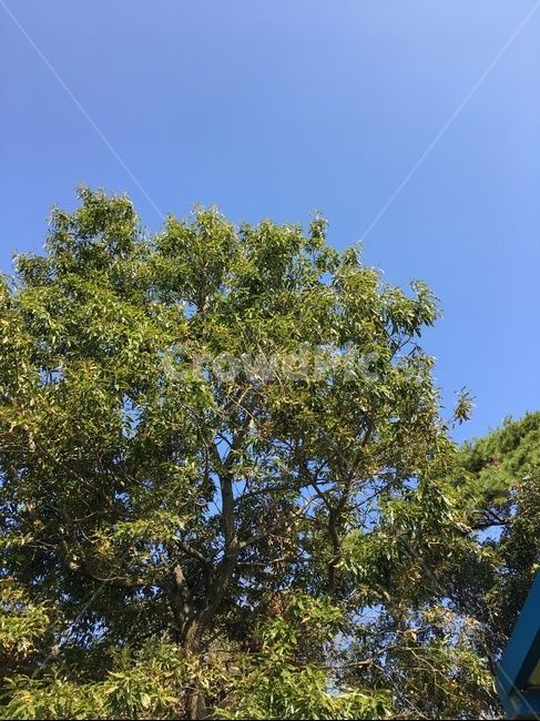 tree,나무,plant,식물,가을,하늘,풍경,자연,풍경,nature,landscape,식물,plants,나무,trees,wood