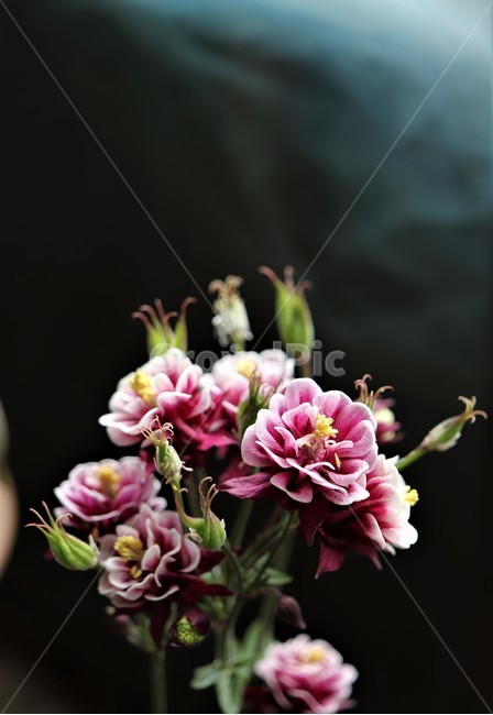 매발톱꽃,꽃,blossom,flower,식물,plant,분홍색꽃,꽃꽂이,flowerarrangement