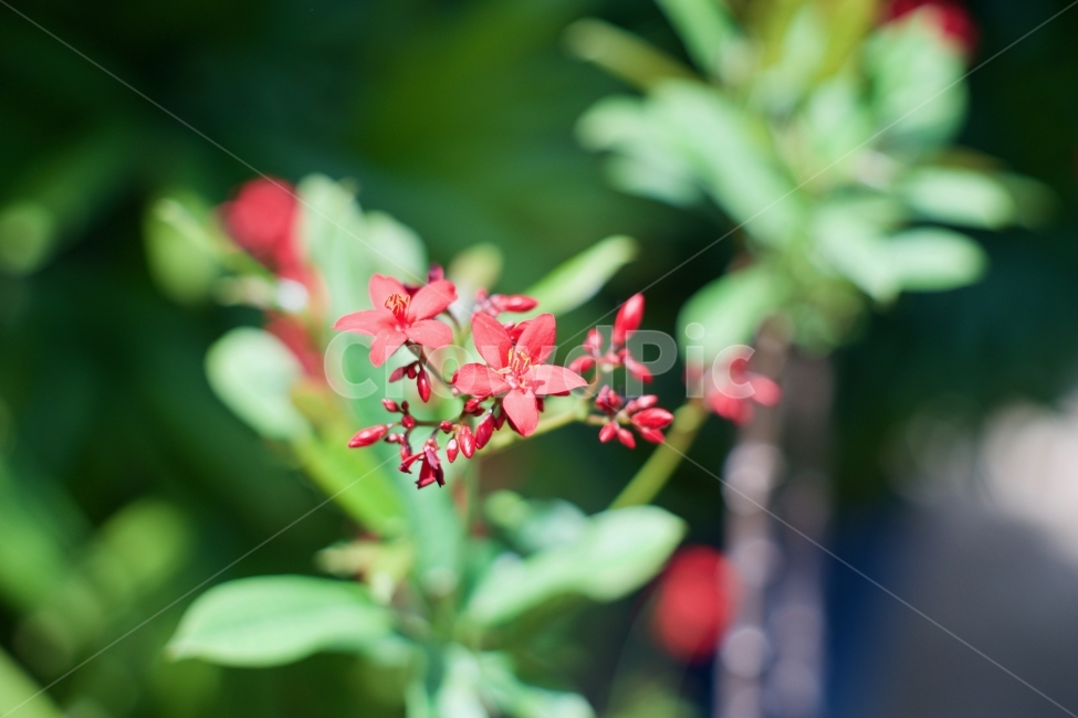 꽃,접사,생명,봄,빨강,식물,자연,plants,nature,꽃,flower