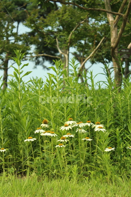 야생화,풀,초록,숲,꽃,땅,야외