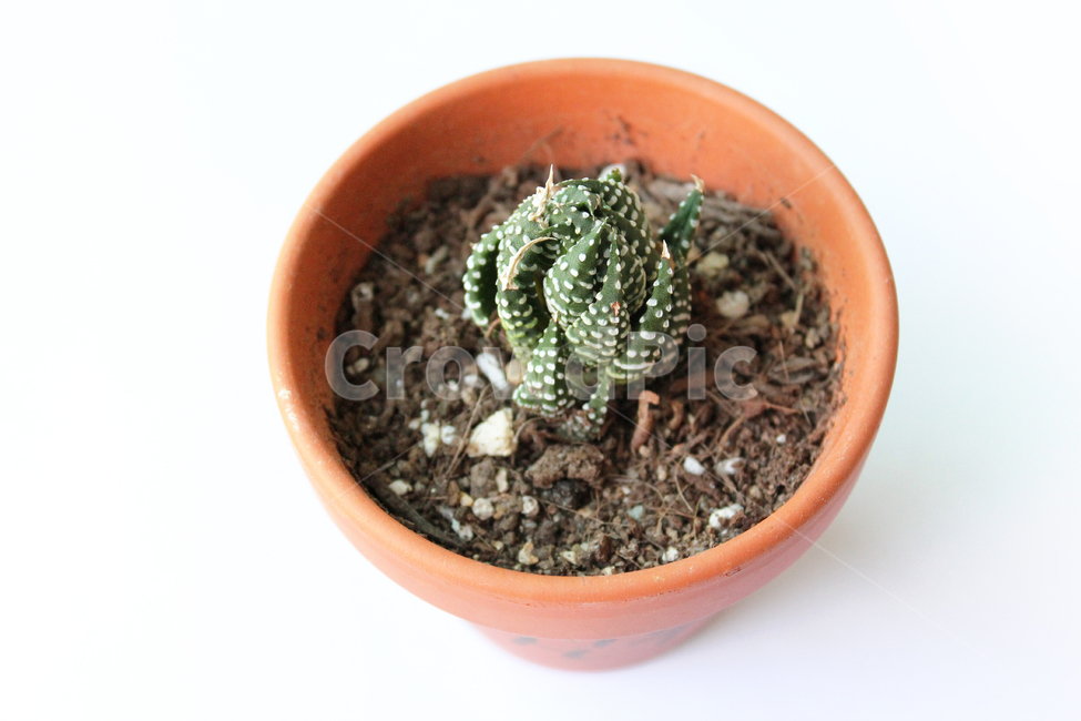 brown,cacti,cactus,closeup,flowerpot,green,highview,macro,natural,plant,pot,soil,succulents,white,식물,자연,화분,흙,다육이,선인장,다육식물,갈색,브라운,녹색,그린,흰배경,탑앵글,탑뷰,식물,자연,plants,nature,누끼,remove background