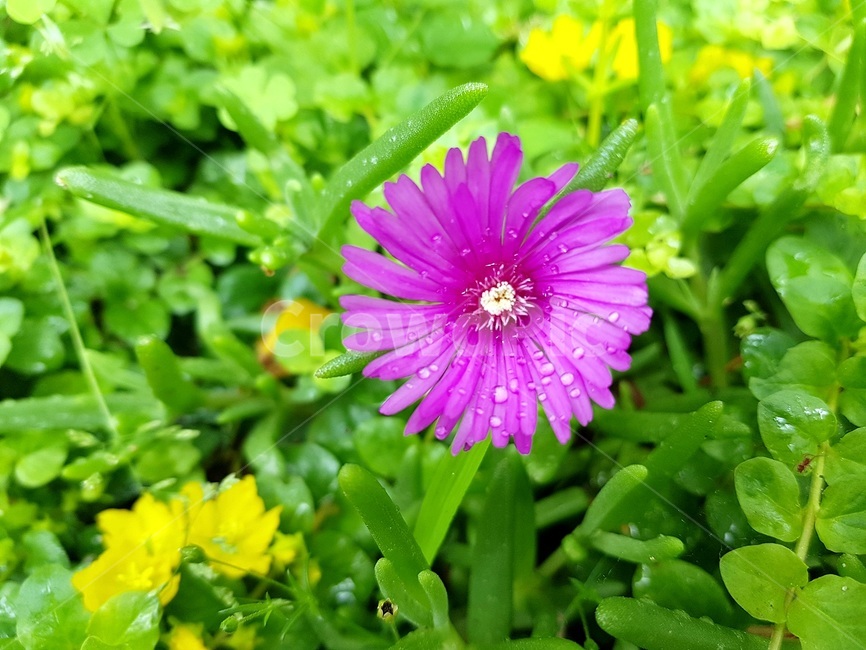 야생화,보라색,송엽국,꽃말나태,태만