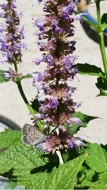 꽃,나비,보라색,햇살,곤충,동물,식물,꿀따기,butterfly,flower,plant,beauty,감성,식물,자연,plants,nature,꽃,flower