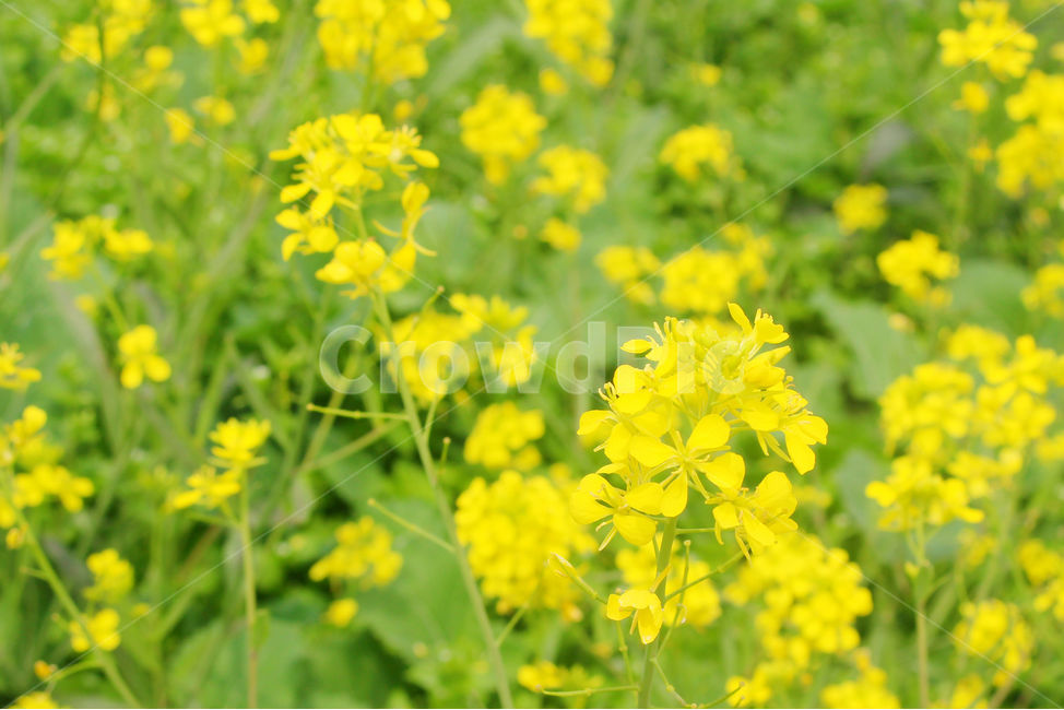 유채꽃,봄,자연,노란색,노랑,flower,green