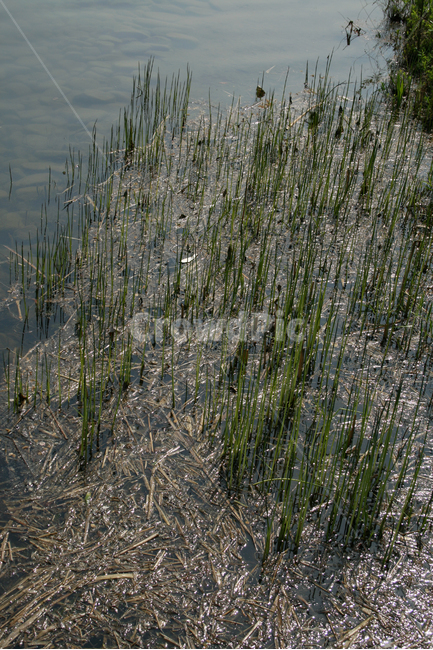 호수,수풀,감성,공원,풍경,식물,새싹,잎,초록,park,lake,식물,자연,plants,nature