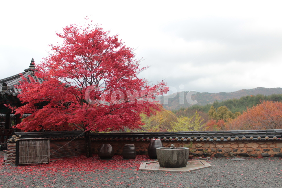 단풍,나무,식물,돌담,한국적,기와,장독대,가을,maple,plant,산,자연,nature,tree