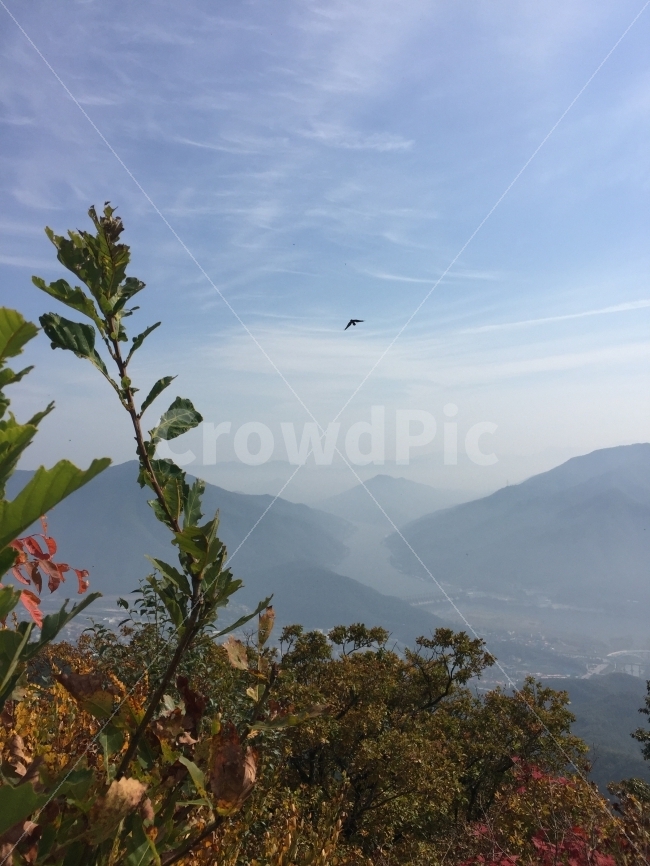 autumn bird,nature,Chueupsan Mountain,autumn mountain,thin fallen leaves,mountain climbing,Sky of Autumn
