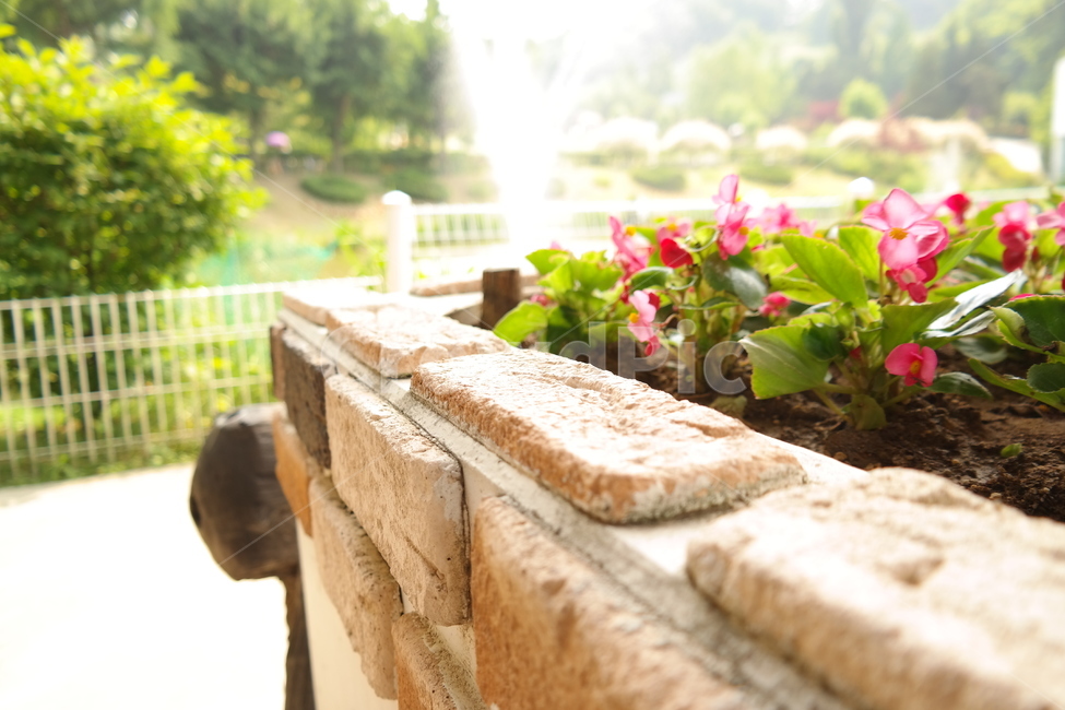 꽃,봄,분홍,햇살,풍경,사랑,계절,spring,season,식물,plants,nature,flower,감성