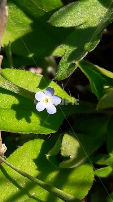 꽃마리,한국의야생화,봄꽃,야생화,봄야생화