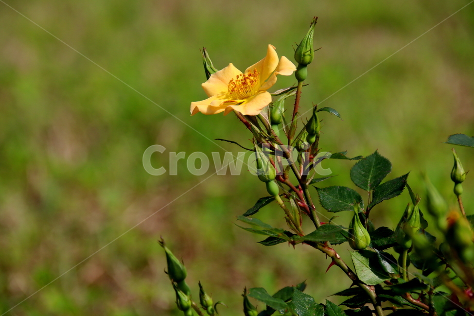 꽃,식물,장미,자연,봄,식물,자연,plants,nature,꽃,flower