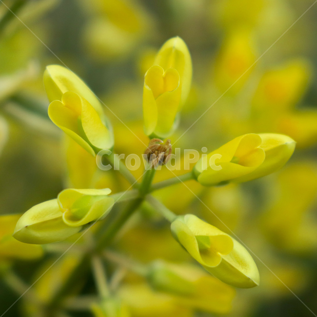 꽃,코로닐라,coronilla,하트꽃,heartshapeflower,coronillaminima,꽃잎,야생식물,야생화,wildflower,wildplant,꽃말,symbolism,petal,flower,호주꽃,호주식물
