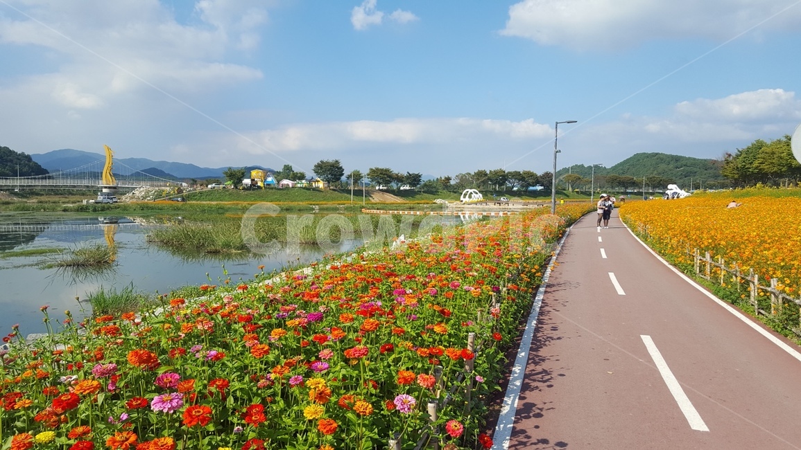 황룡강,꽃,flower,황화코스모스,식물