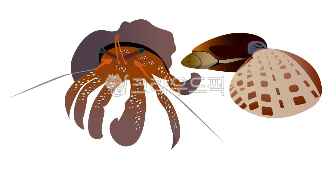 pngsource,png file,graphic source,beach creatures,Hermit crab,sea creatures,illustration,clam,illust,design source