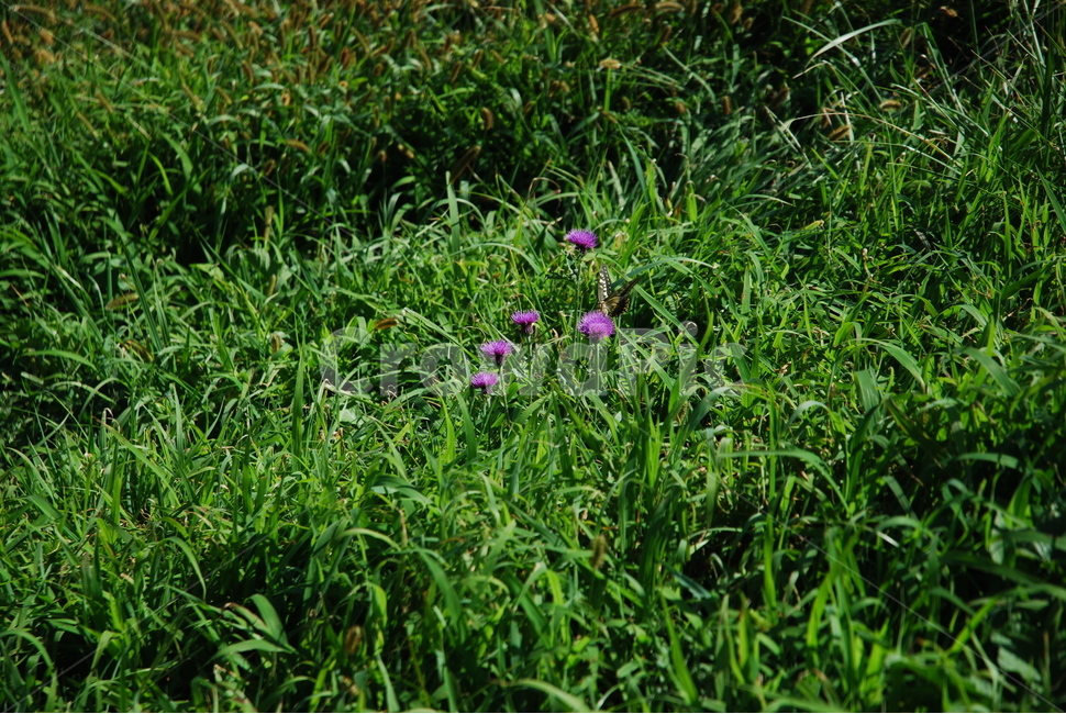 꽃,flower,잔디,푸른잔디,초록,식물,자연,plants,nature