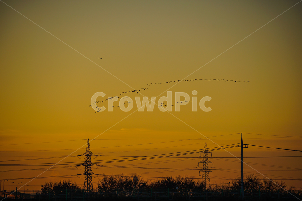 기러기,철새,겨울새,겨울철새,조류,여명,하늘,도시,풍경,city,landscape,실루엣,그림자,silhouette,shadow,power lines,전력선,cable,케이블,electric transmission tower,송전탑