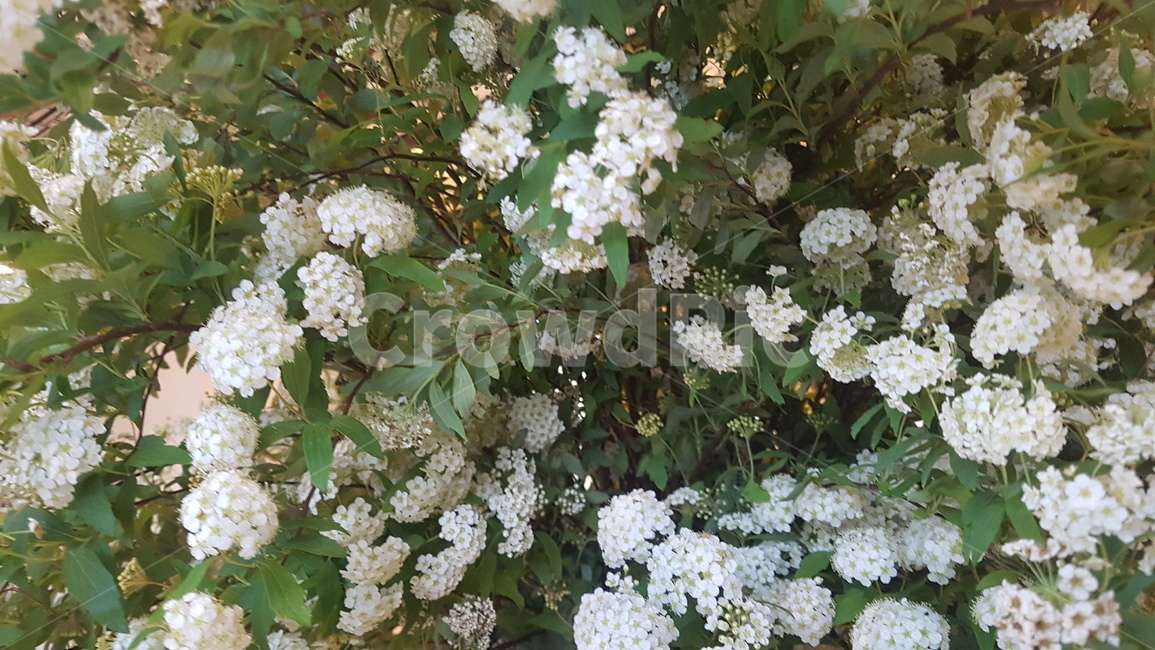 plant,식물,blossom,꽃,flower