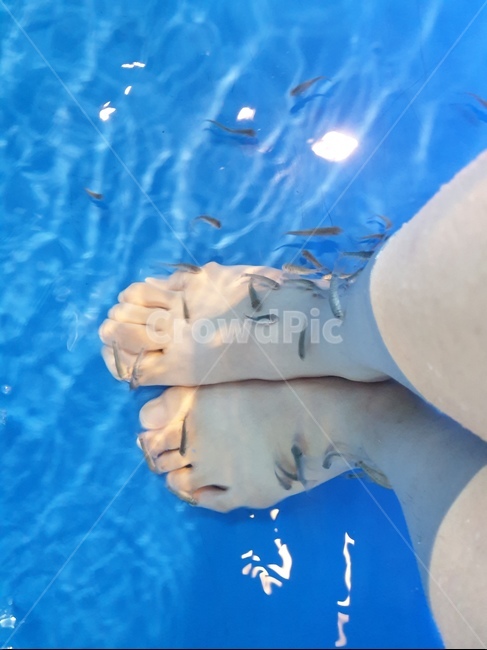 닥터피쉬,물,물고기,어항,발