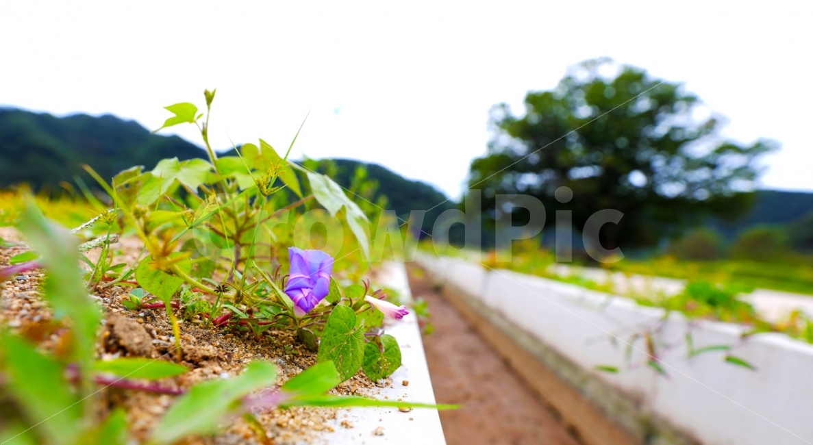 풍경,가울,꽃,시골,들녁,식물,자연,plants,nature,꽃,flower