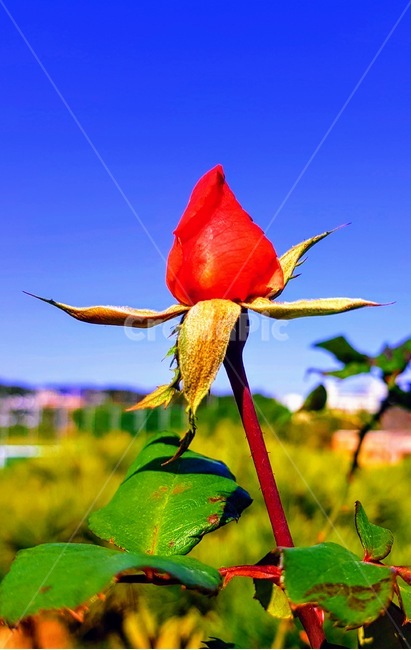 식물,꽃,장미,하늘,초록,꽃,flower