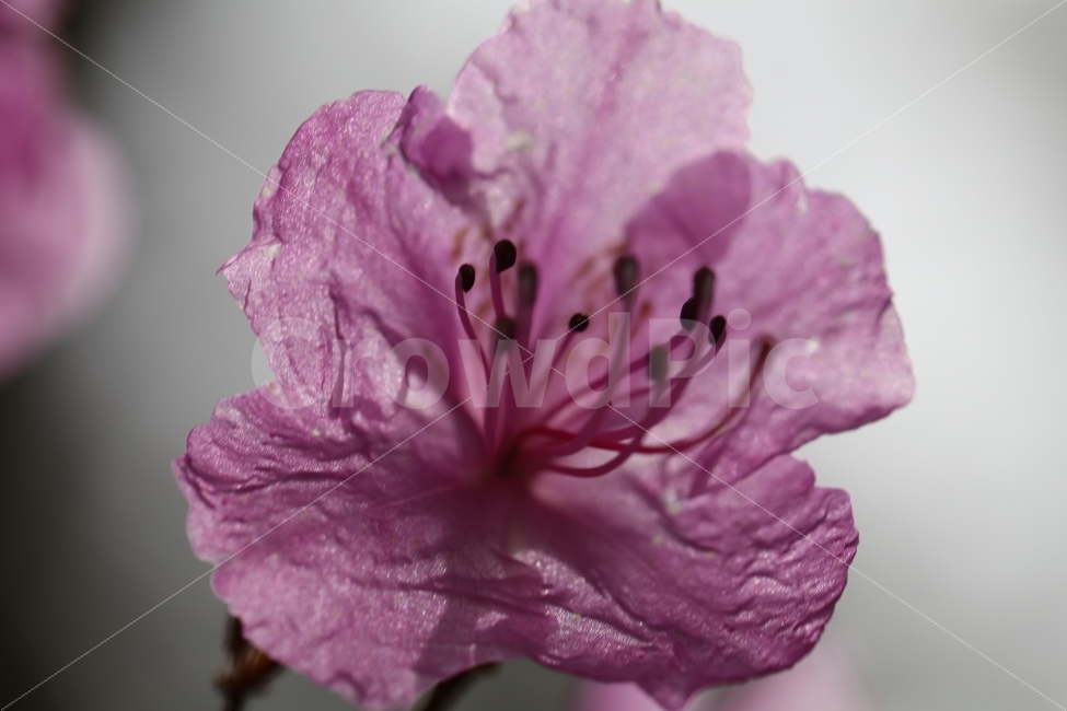 접사,꽃,꽃잎,분홍,자연,식물,자연,plants,nature,꽃,flower