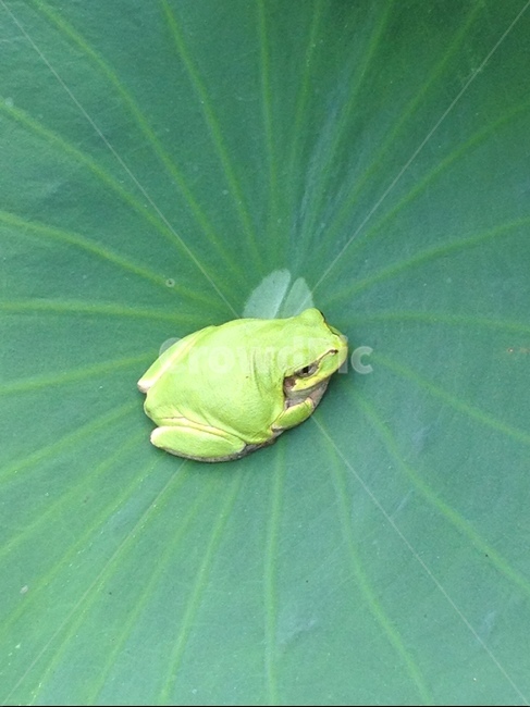 청개구리,연잎,녹색,자연,개구리,동물,animal,파충류,양서류,reptile,amphibian