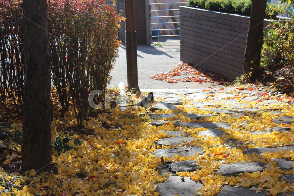 animal,동물,bird,새,자연,가을,가을,계절,fall,autumn,season