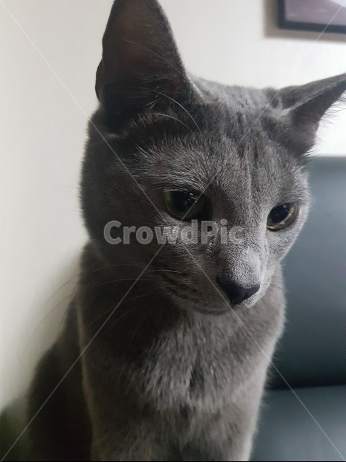 cat,고양이,러시안블루,동물,시크