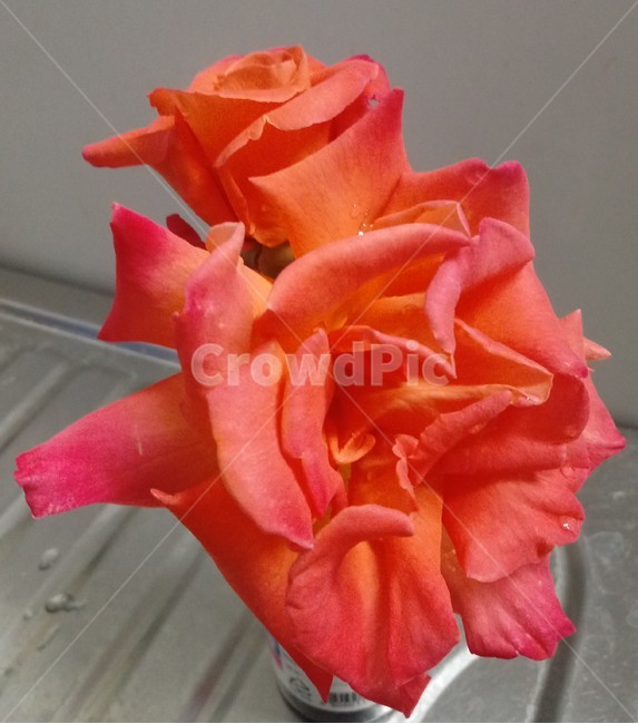 분홍색장미,꽃,장미,장미꽃,플라워,식물,flower,로즈