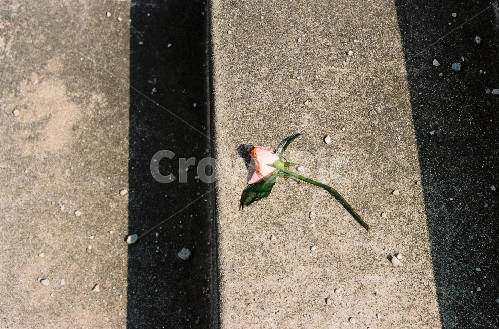 꽃,자연,감성사진,예쁨,길,식물,자연,plants,nature,꽃,flower