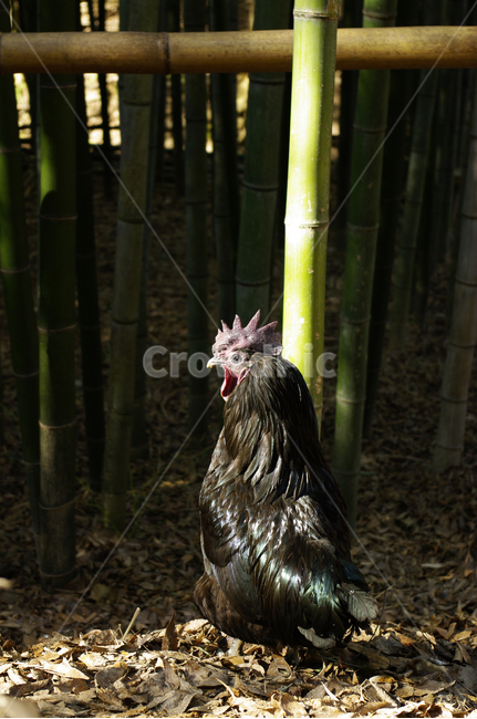 닭,검은닭,깃털,조류,새,동물,animal,조류,새,birds