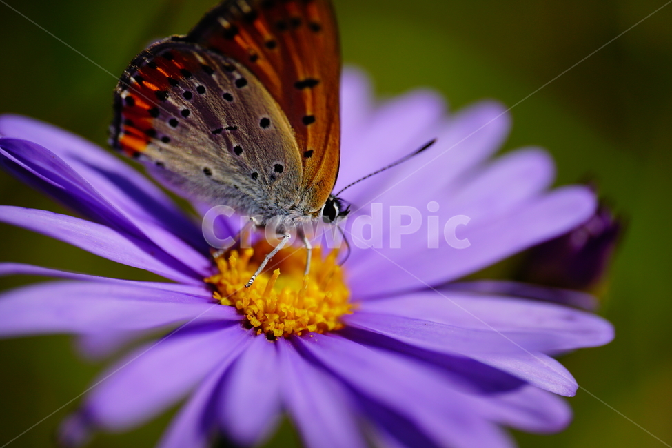 벌개미취,쑥부쟁이,나비,부전나비,곤충,벌레,꽃,플라워,자연,식물,butterfly,insect,flower,nature,bug,접사,클로즈업,closeup,macro,매크로,마크로,9월,가을,september,autumn,fall,꽃사진,가을꽃,가을,계절,fall,autumn,season,식물,자연,plants,nature,꽃,flower,동물,animal,곤충,벌레,insect,bug
