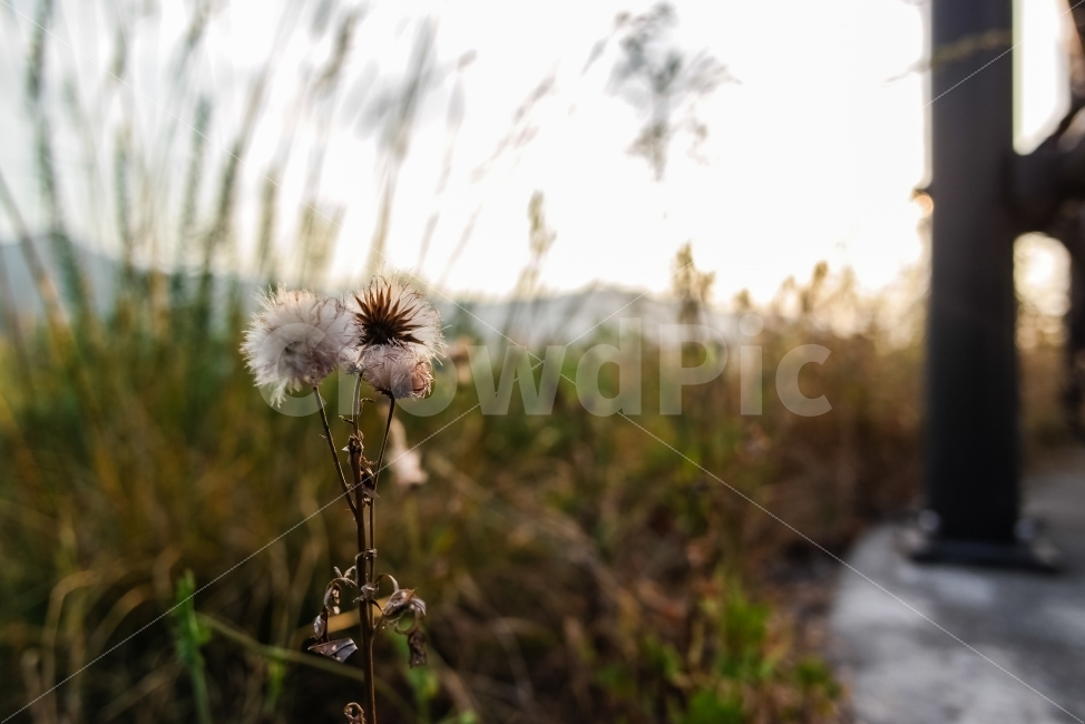 낙동강,강,평야,빛내림,구름,빛,하늘,민들레,민들레씨,식물,자연,plants,nature,꽃,flower