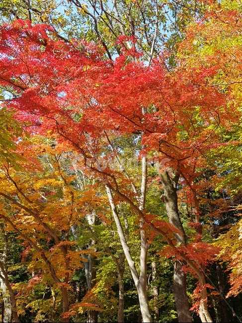 가을,단풍,단풍나무,가을나무,가을숲,숲,산,풍경,자연,절경,가을산,가을,계절,fall,autumn,season,plant,식물,leaf,잎,tree,나무,maple