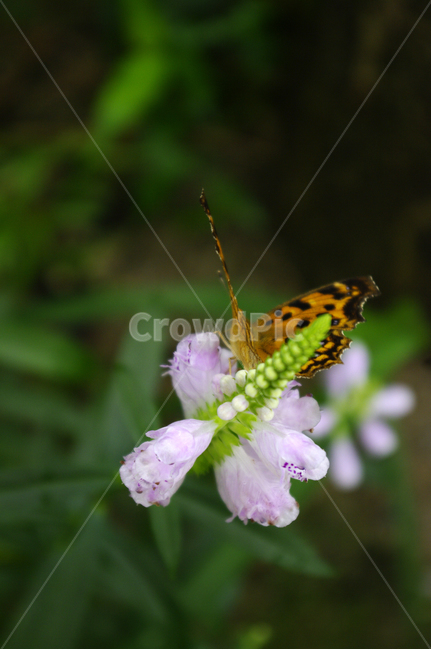 꽃,flower,식물,plant,꽃범의꼬리,나비,식물,자연,plants,nature,꽃,flower,동물,animal,곤충,벌레,insect,bug