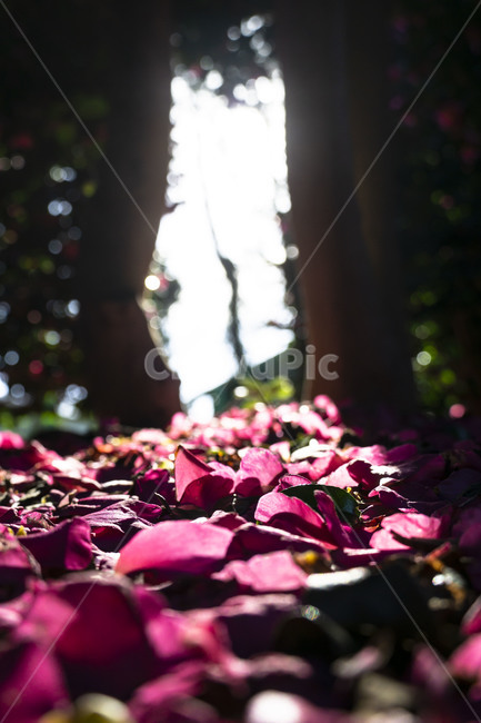 풍경,꽃,잎,꽃잎,flower,동백,동백꽃,자연