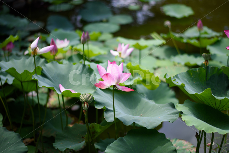 여름,여름꽃,꽃,초록,연꽃,핑크,식물,자연,plants,nature,꽃,flower