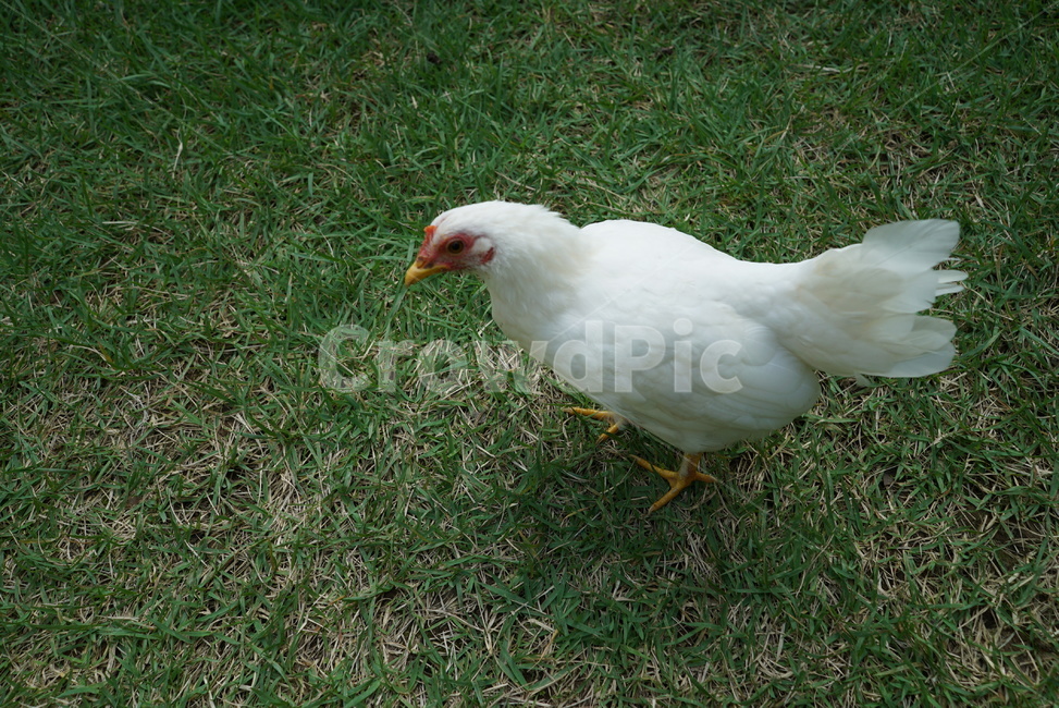 bird,치킨,암탉,poultry,animal,동물,가금류,fowl,chicken,새,hen,동물복지,닭,조류,새,birds