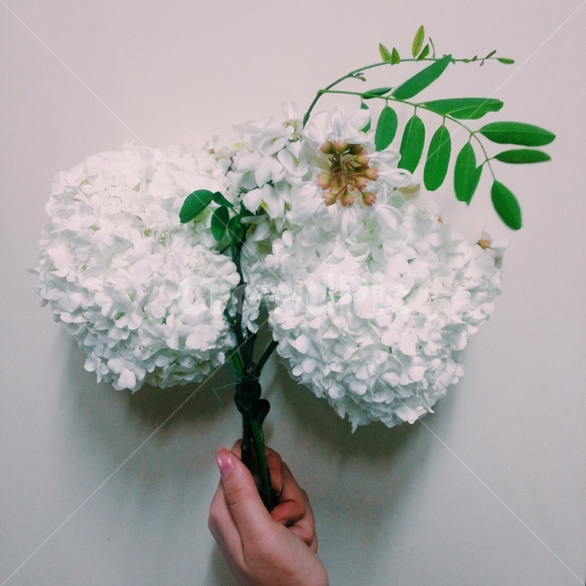 꽃,수국,물수국,꽃부케,꽃꽂이,bigleafhydrangea,식물,낙엽관목,flower,flowerbouquet,flowerarrangement,식물,자연,plants,nature,꽃,flower