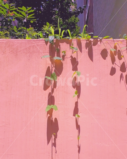 벽,벽화,넝쿨,덩쿨,식물,나뭇잎,분홍,핑크,색감,식물,자연,plants,nature,감성,sensible,feeling,색깔,색상,색채,색감,color sense,color sensitivity,feeling of color