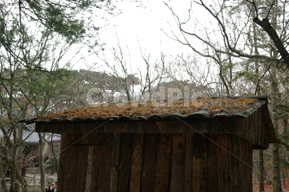 가을,fall,나무,식물,plant,단풍,잎,낙엽,지붕,traditional,전통,가을,계절,fall,autumn,season,한국전통,한국문화,korean traditional,korean culture,건축물,건물외관,exterior,building,structure,architecture,construction,outdoors,옥외,roof